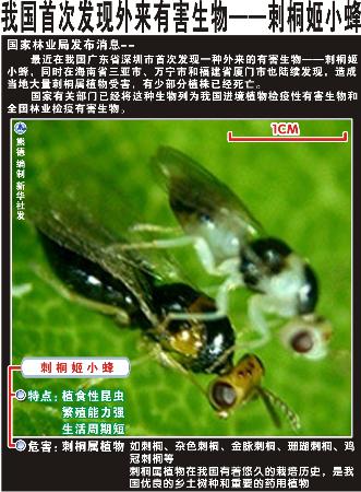 图文图表生态环境我国首次发现外来有害生物―刺桐姬小蜂