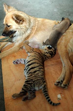 图片       6月22日,出生4天的小老虎与已出生7天的小狗哥哥在一起