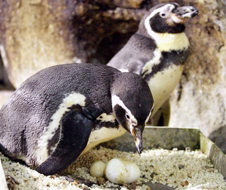 在河北省秦皇岛市新澳海底世界,一对洪氏环企鹅夫妇守护着它们的蛋
