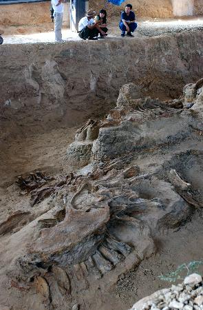 灵武恐龙化石遗址电话图片