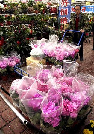 银川市宁苗花卉市场的一名搬运工在运送鲜花