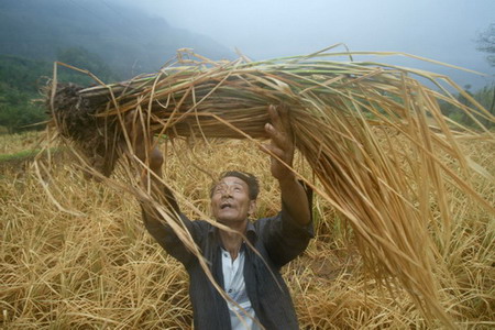 图文:重庆大旱