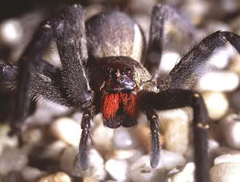 巴西漫游蜘蛛(资料图片)