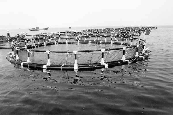 深海抗風浪網箱養魚(圖)