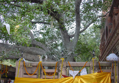 普提迦耶普提树图片