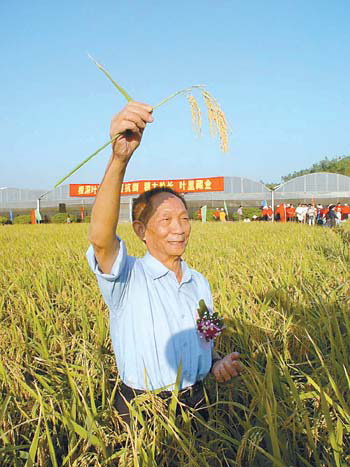 袁隆平超级杂交水稻丰收亩产:847公斤(图)