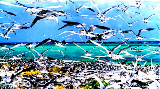 西沙群岛鸟天下图片