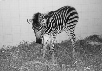 懷孕斑馬被金毛羚牛頂破子宮 野生動物園緊急實施剖宮產,斑馬母子昨報