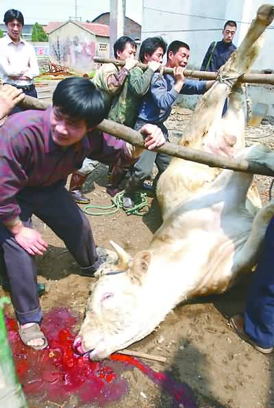 屠宰场杀马全过程图片