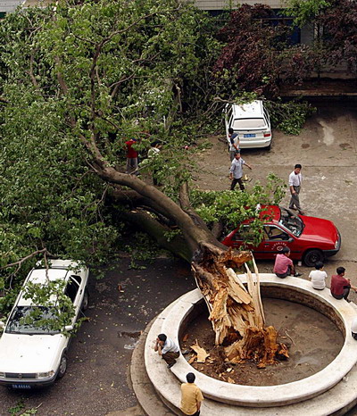 惊雷劈倒百年大树树下七台车遭殃组图