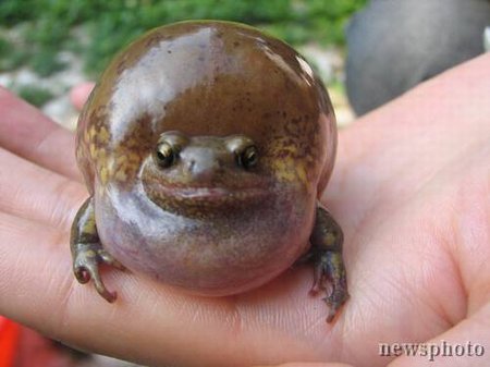世界上最吓人的青蛙图片
