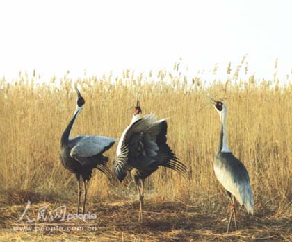 綜合 > 正文 學 名 grus japonensis 英文名 red-crowned crane