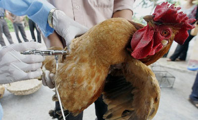 越南开始为家禽接种禽流感疫苗(组图)