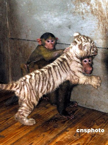 图:野生动物园虎,猴亲如兄弟