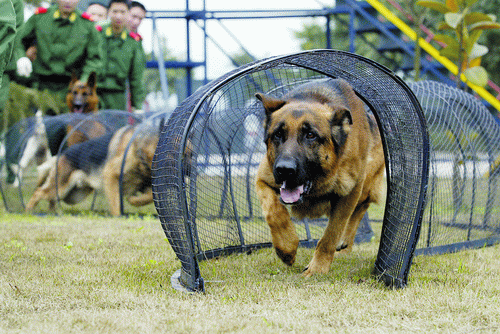 搜救犬參加