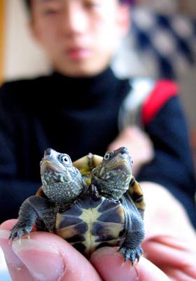青岛发现罕见双头乌龟两个头配合很默契组图