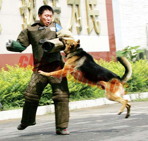 警犬扑咬"嫌疑人"