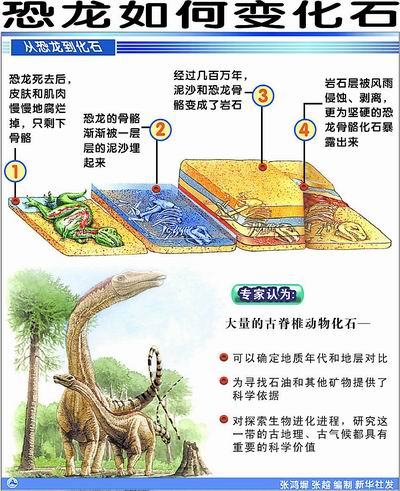 恐龙化石形成的过程图片