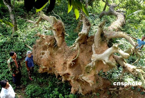 图:海口百岁见血封喉树求救