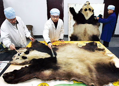 重慶自然博物館專家緊急搶修兩張熊貓皮圖