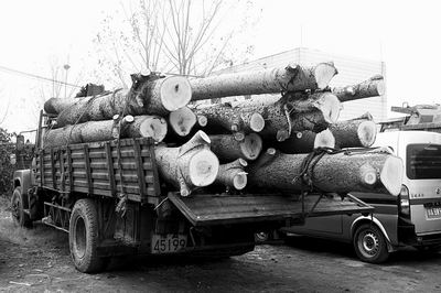 6棵大杨树被腰斩 因无砍伐证,开发商与伐树者踢起皮球