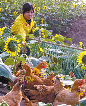 《中国绿色食品认证》授予产自广州百万葵园的"葵花鸡"