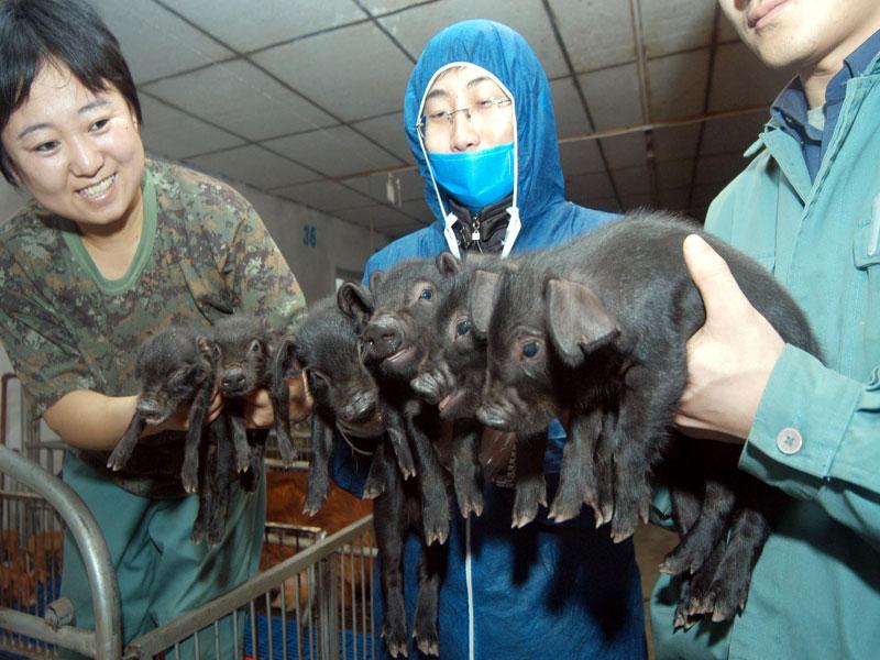 哈尔滨:代孕母猪单胎产下9只克隆猪 创世界纪录