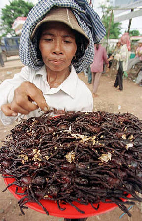 组图:难民食品炸蜘蛛成美味风靡柬埔寨