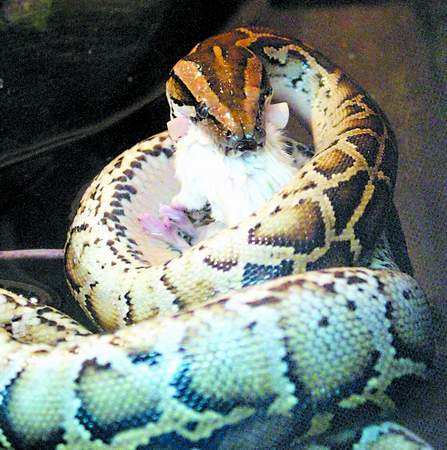 动物园蟒蛇做生存捕食训练 3只老鼠被吞掉(图)