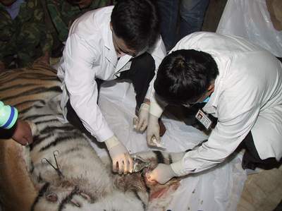 长白山伤人老虎接受手术不久后即可痊愈组图