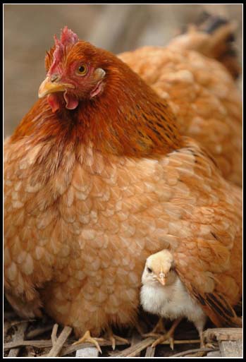 老母鸡保护小鸡图片图片