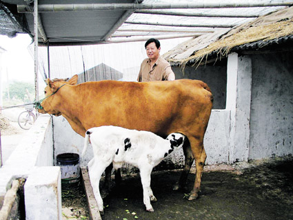 奶牛和肉牛杂交的牛犊图片