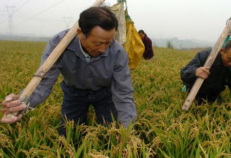 开发区成良田 10月12日,张大郢村农民侯业富正在田中查看晚稻长势