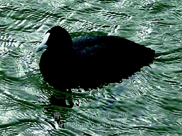 黑色水鸟种类图片名称图片