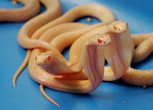 斯里兰卡白化眼镜蛇生下17条蛇宝宝(图)