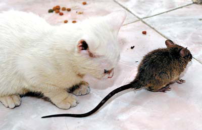 老鼠与猫同碗进食一起玩耍(组图)