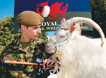 英国皇家威尔士团山羊因阅兵式表现不佳被降职
