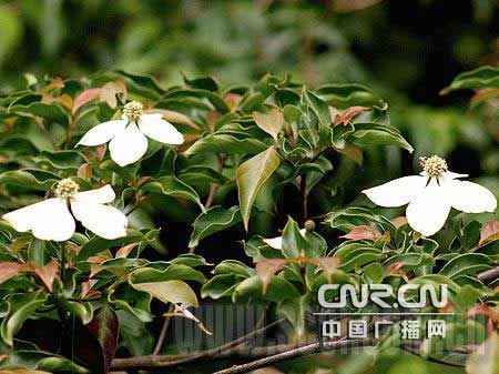 华蓥山发现珍稀植物"蝴蝶花[图文]_新闻中心_新浪网