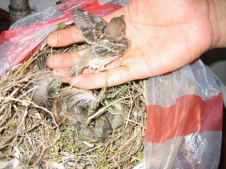 麻雀在吸油烟机里筑巢孵蛋堵住排气管(图)