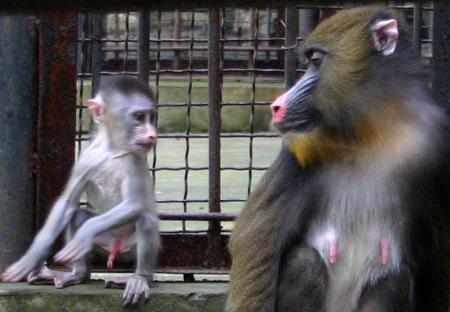 圖文:(3)南京紅山森林動物園喜添山魈寶寶