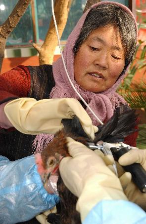 图文:村民给自己散养的鸡注射疫苗