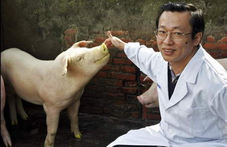 图文:台湾专家与绿色萤光转基因猪亲密无间