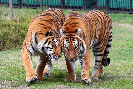 點擊此處查看全部新聞圖片 3月19日,武漢動物園的兩隻老虎互相親近