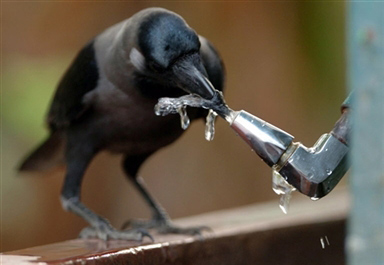乌鸦喝水的图片实物图片
