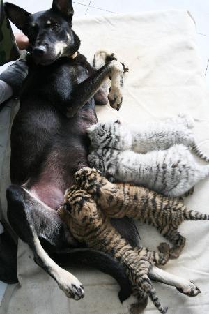 8月23日,濟南跑馬嶺野生動物世界的白虎