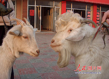 组图:山东枣庄一只山羊满头卷发