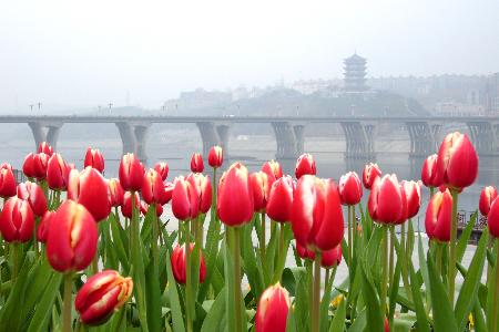 陕西省安康市市花图片