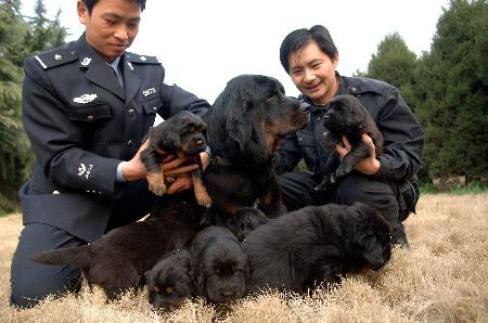 2007年1月中旬,警犬基地的防暴藏獒成功繁育出7只幼獒新华