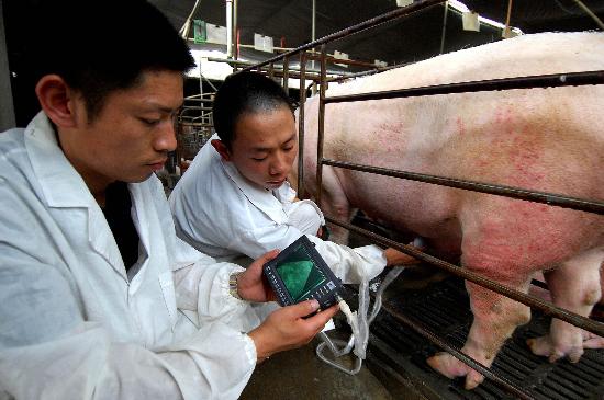 江西省樟树市西堡村养猪大户王冬新(左)正用b超仪检查母猪胎位