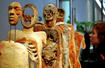 由德国海德堡大学解剖学家高斯·万·哈金斯教授制作的塑化人体标 